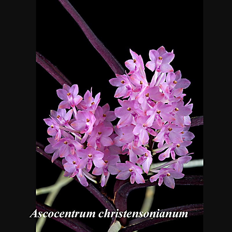 Ascocentrum christensonianum ijn bloom